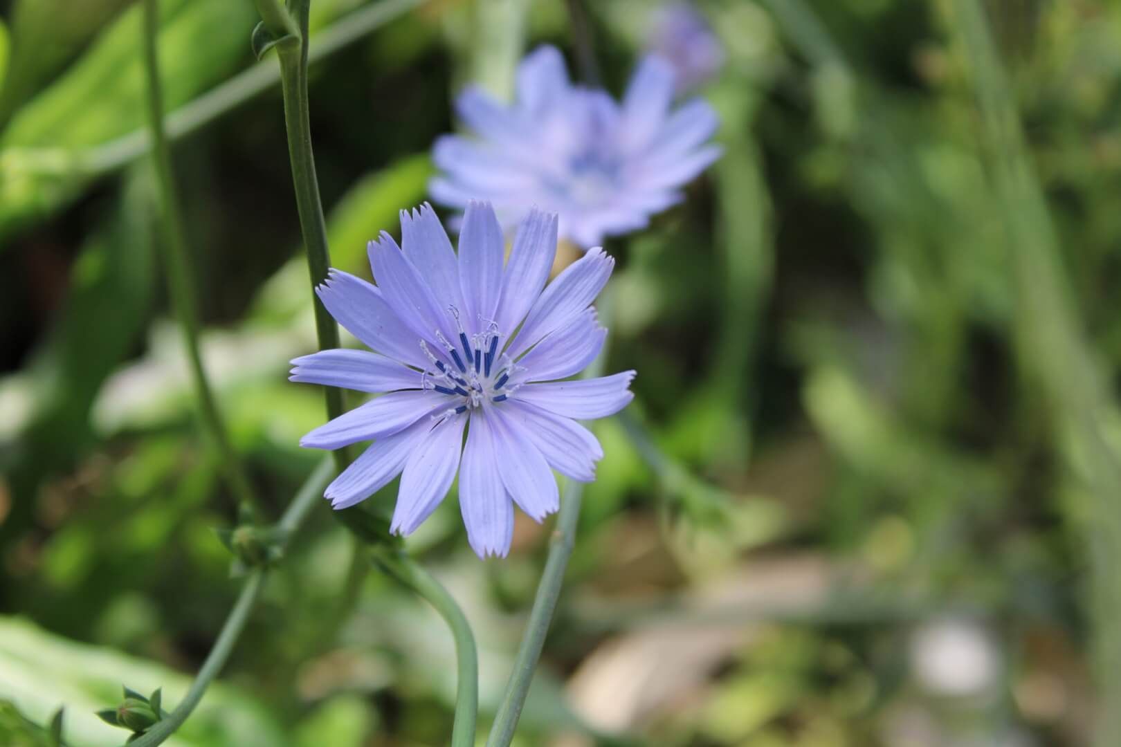 Fleur de Bach violette
