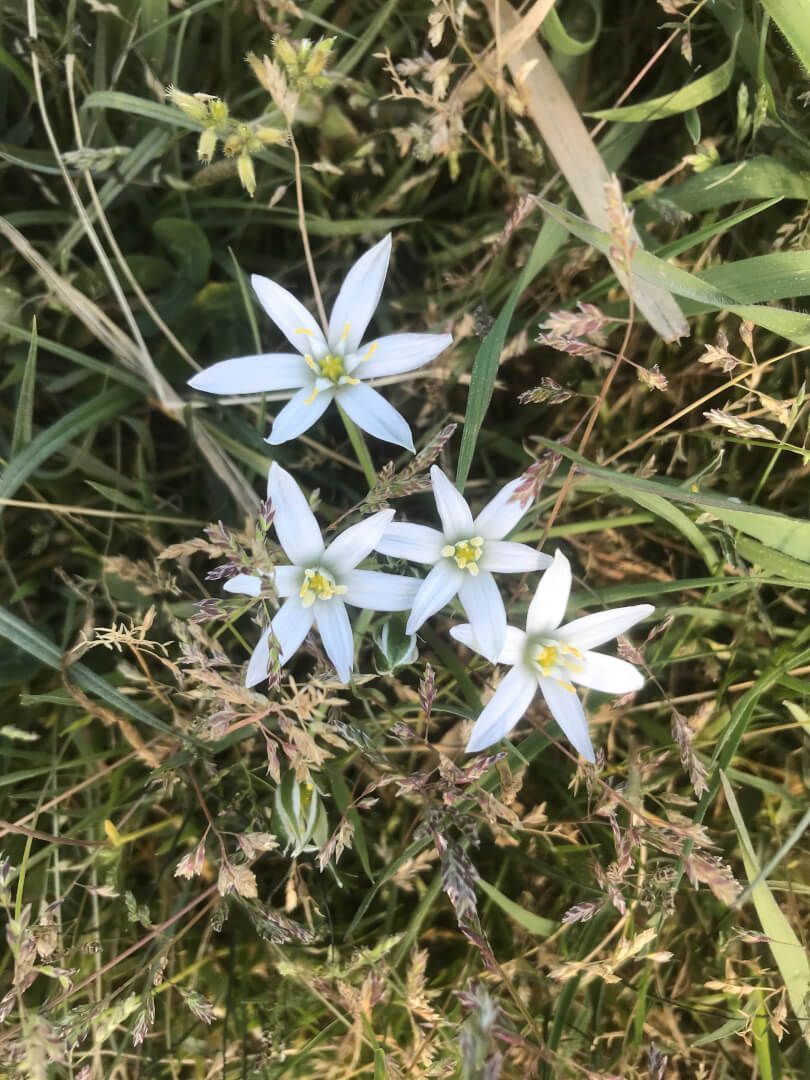Fleur de Bach blanche