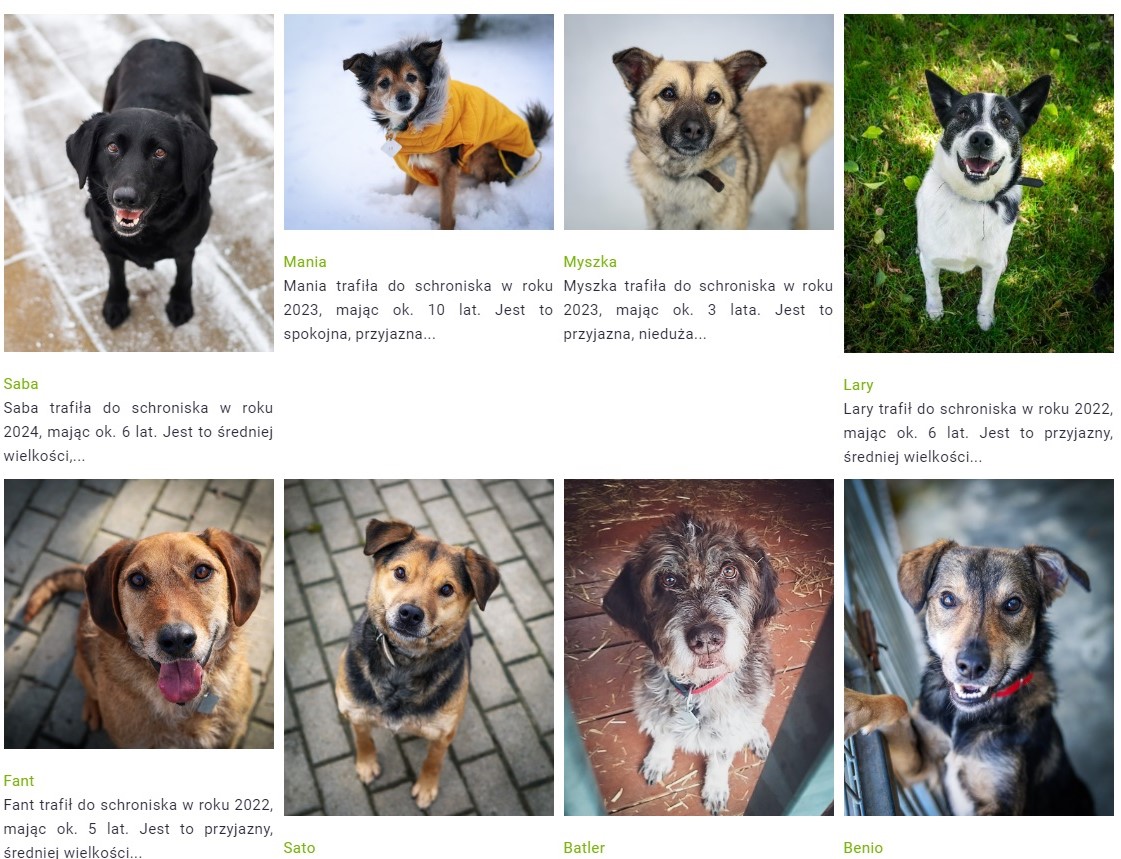 Akcja adopcja
