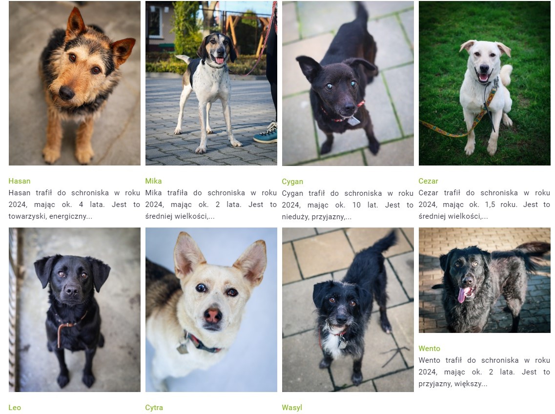 Akcja adopcja