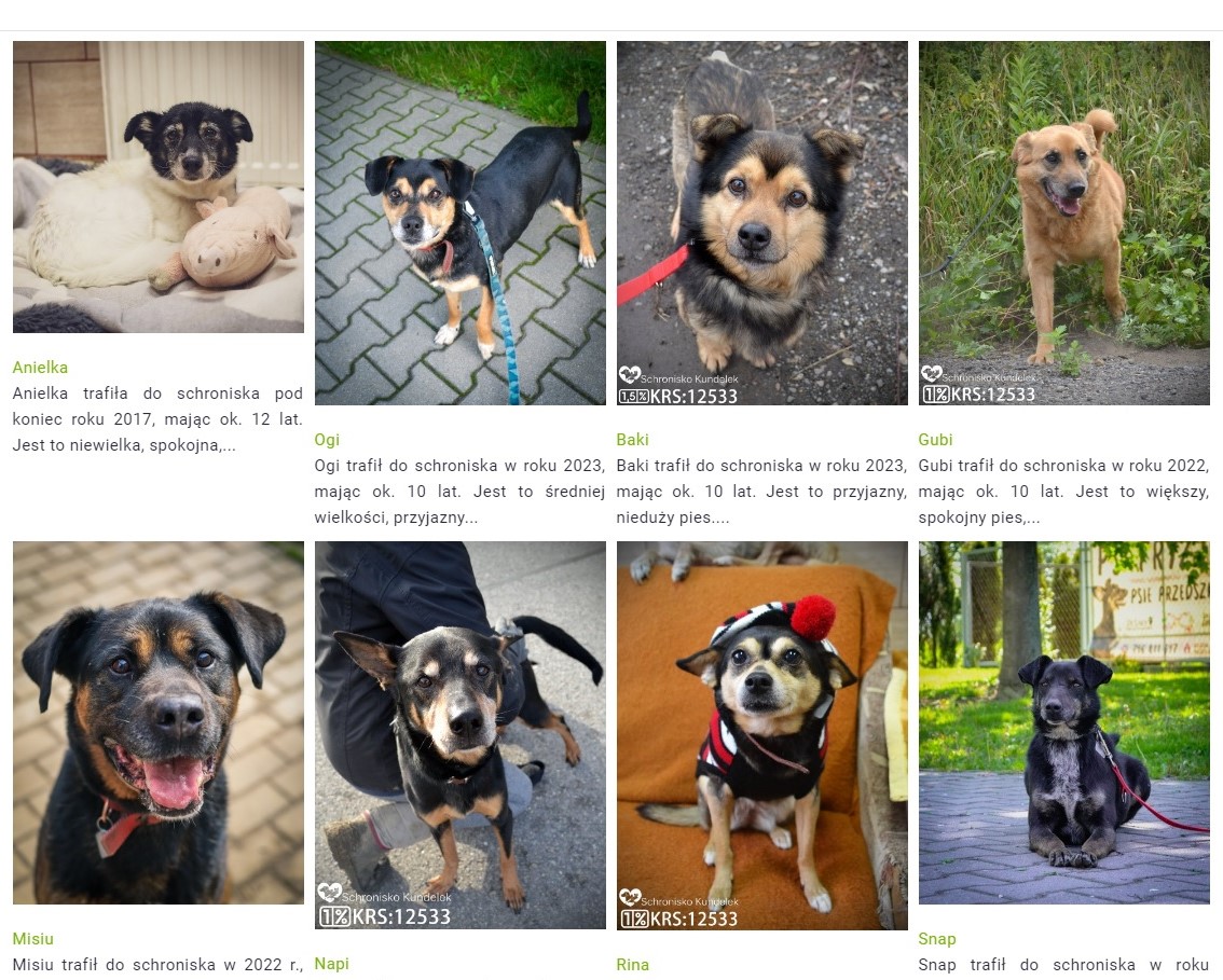 Akcja adopcja