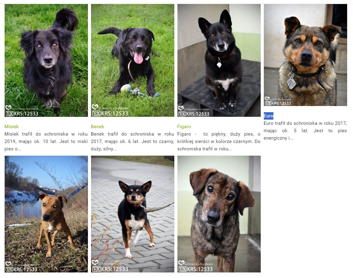 Akcja adopcja