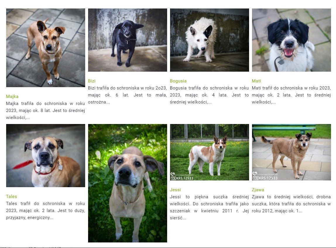 Akcja adopcja