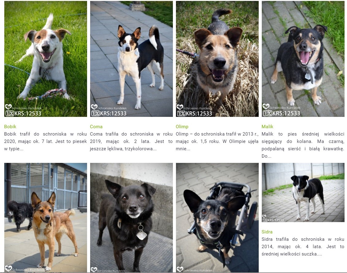 Akcja adopcja