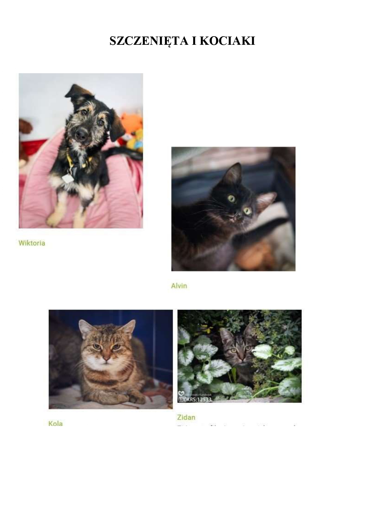Akcja adopcja