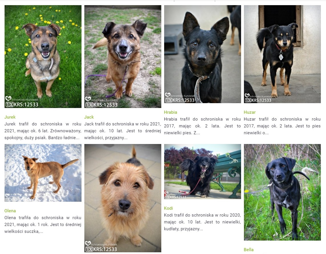 Akcja adopcja