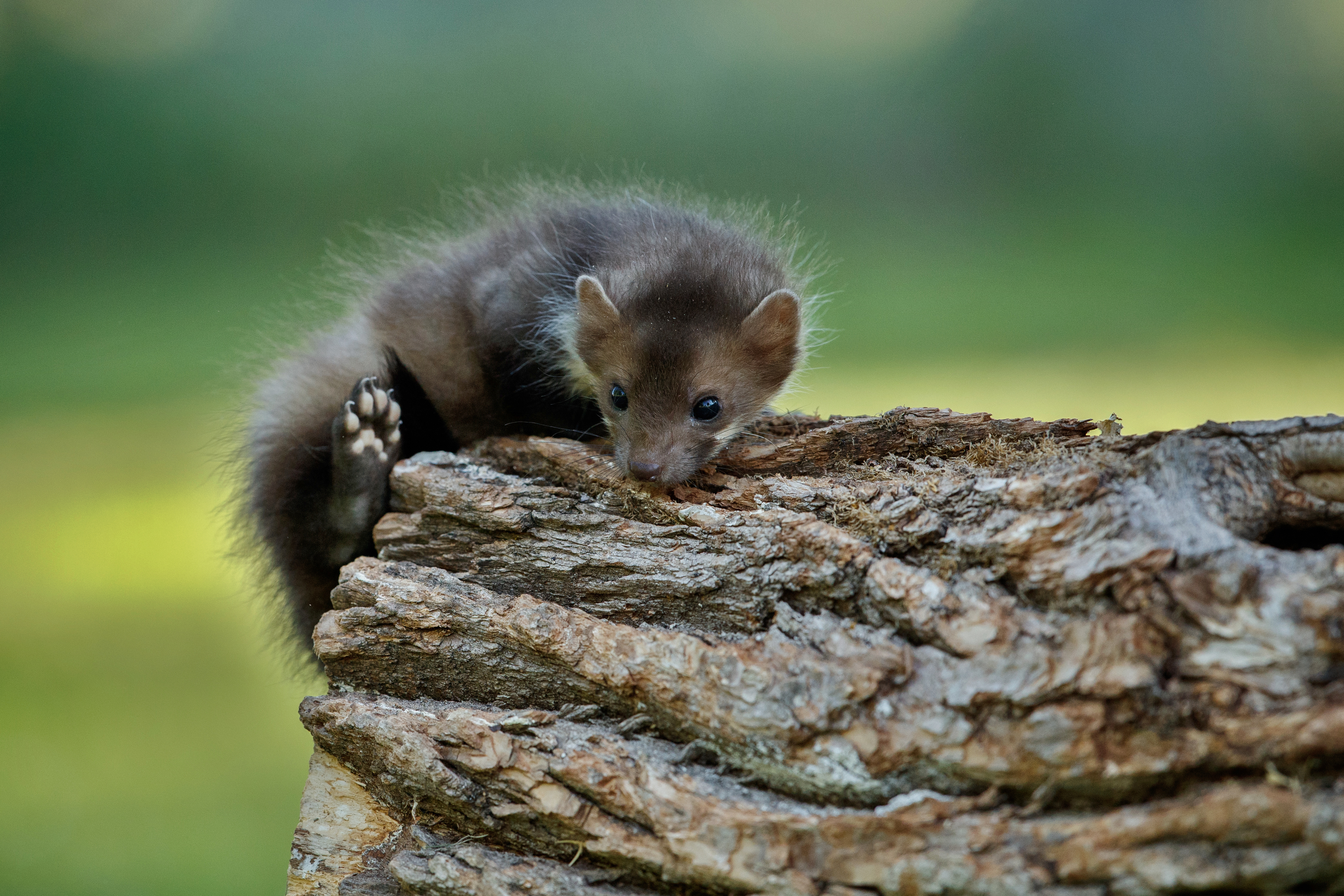 beautiful-cute-beech-marten.jpg