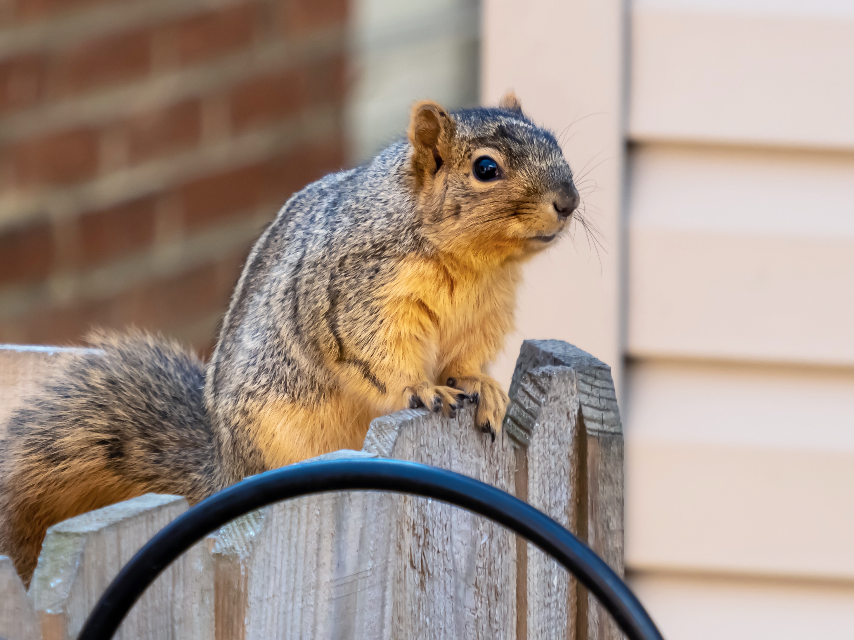 closeup-shot-squirrel-wooden-fence.jpg