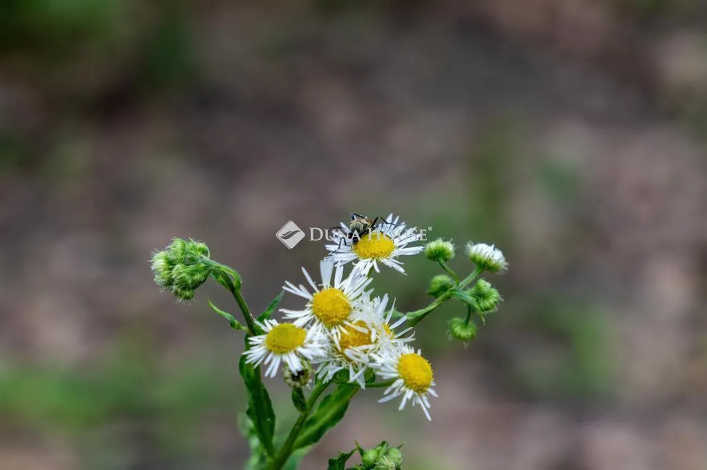 elado-csaladi-haz-harsany-115200539-t6.webp