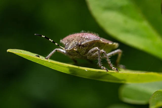 bug-8015937_640.webp