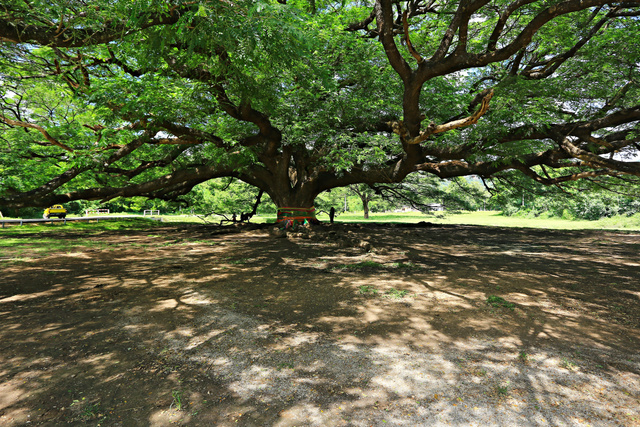 A 16 ős fa, ami forradalmat indíthat a szívekben, az egyik éppen Magyarországról indulva