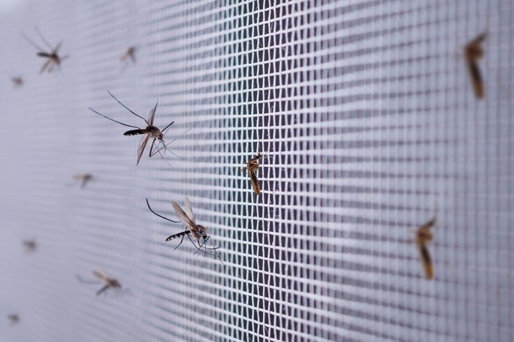 Így tartsd távol a szúnyog- és légyszezonban azokat, amik az életedet megkeserítik