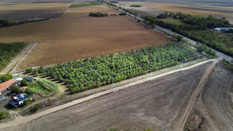 Meggymagból vállalkozás: eladó egy működő, nyereséges gyümölcsbirodalom Békéscsaba mellett