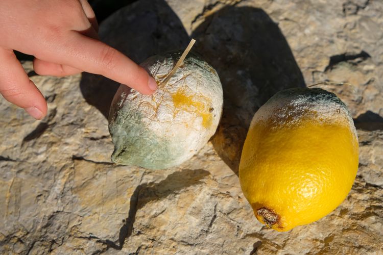 Szeretnéd, ha sokáig friss és lédús maradjon a citrom a limonádéba? Akkor így tárold! 