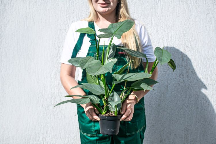Igazi túlélő növényt akarsz, vagy inkább a trendet követed?