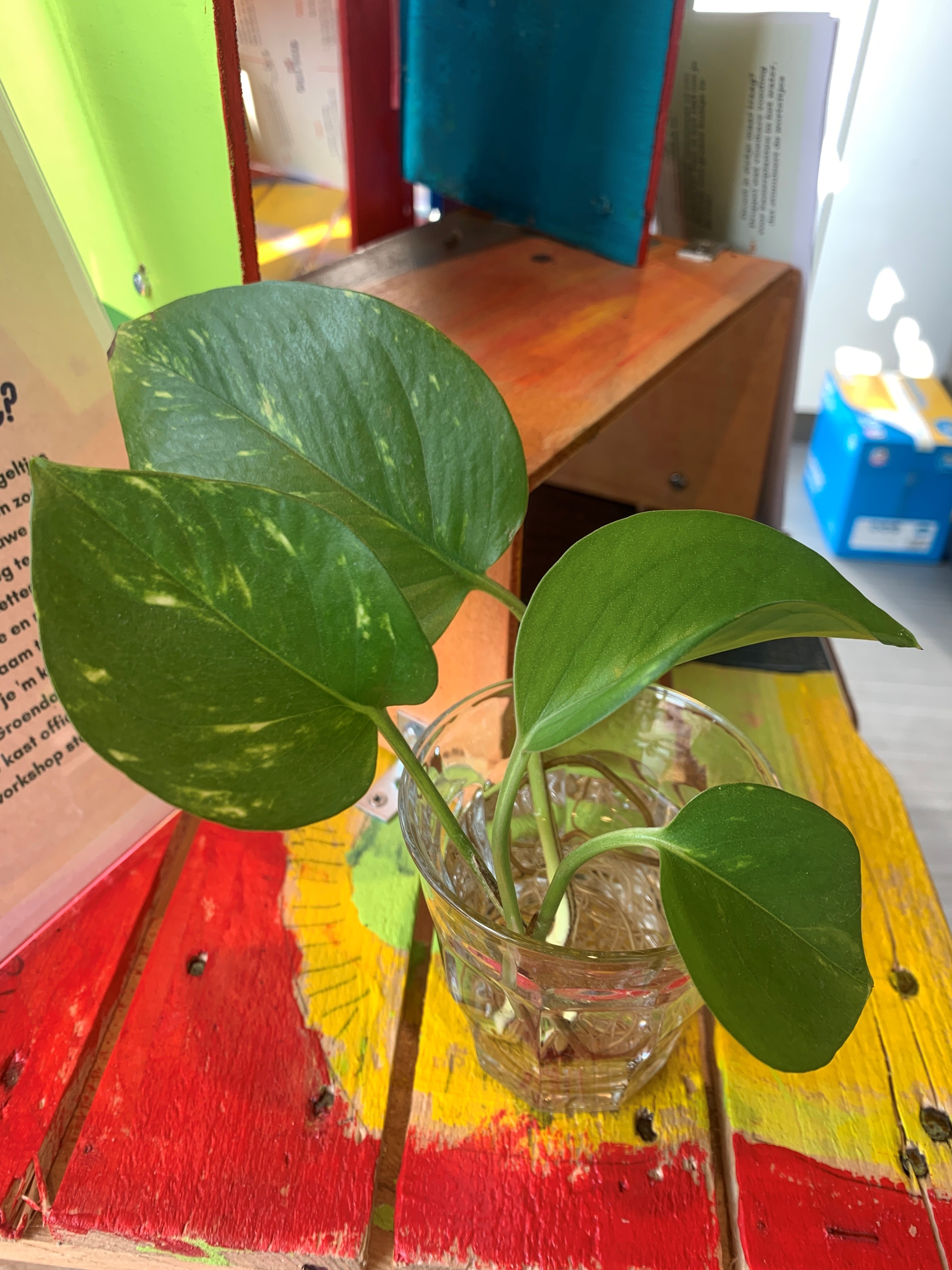 Foto van Epipremnum Pinnatum Aureum