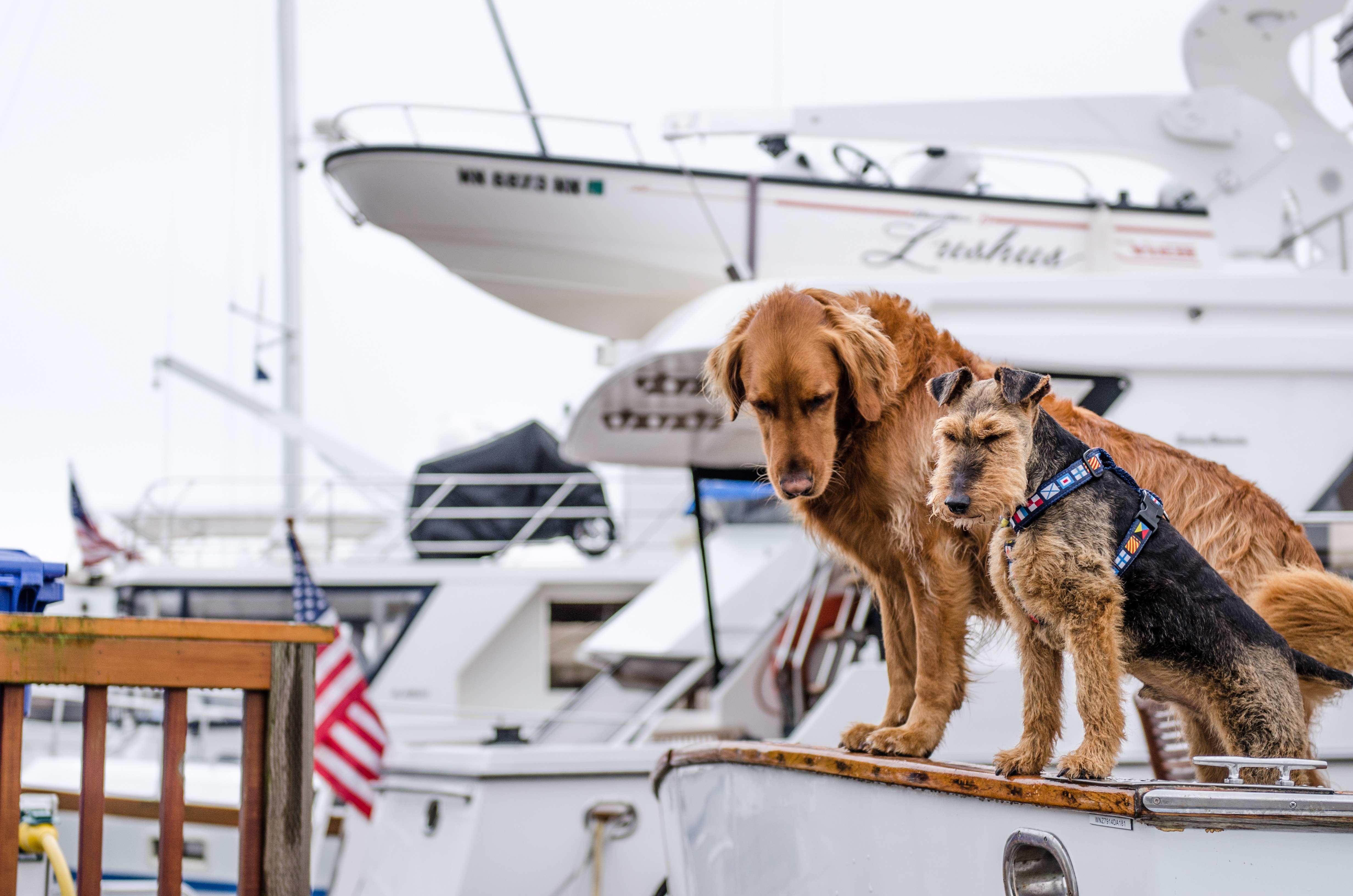 5 Reasons Why Your Pet Care Business Needs a Queue Management System