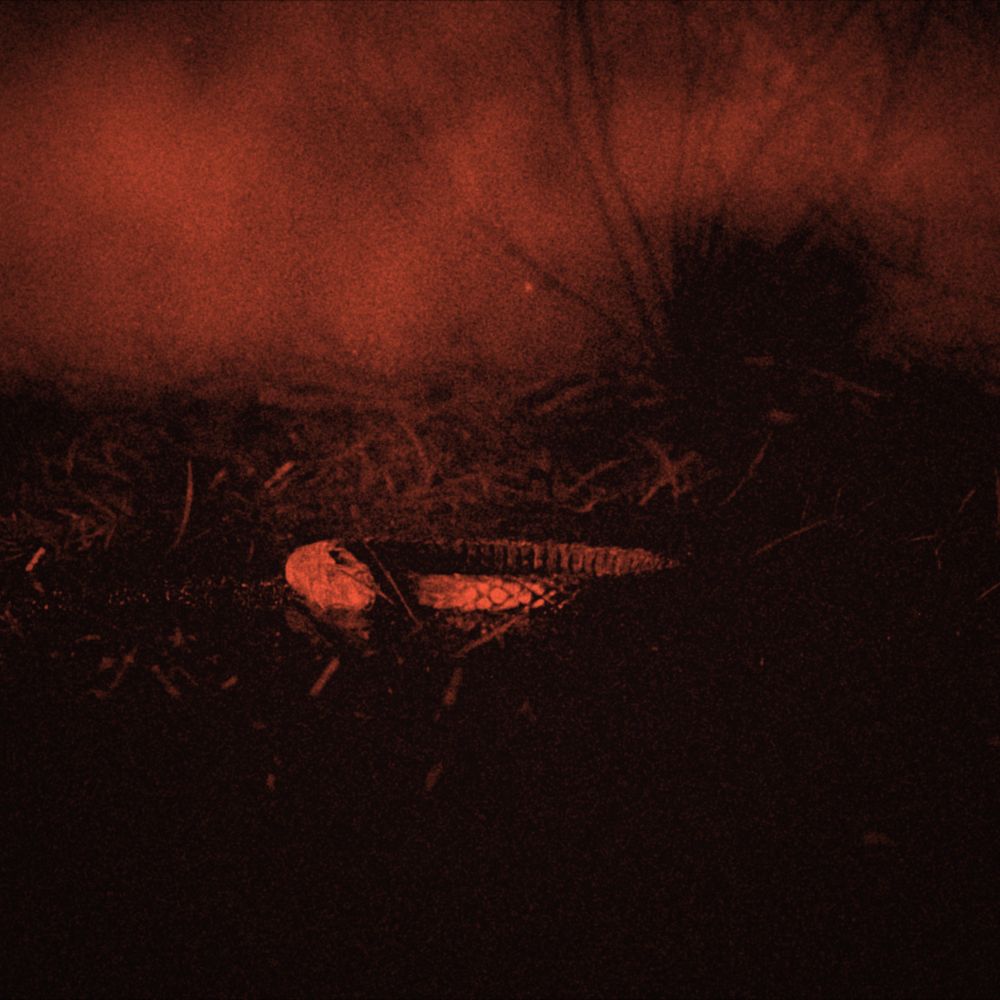 Paenil Era Unveils Latest Track, "The Braids"