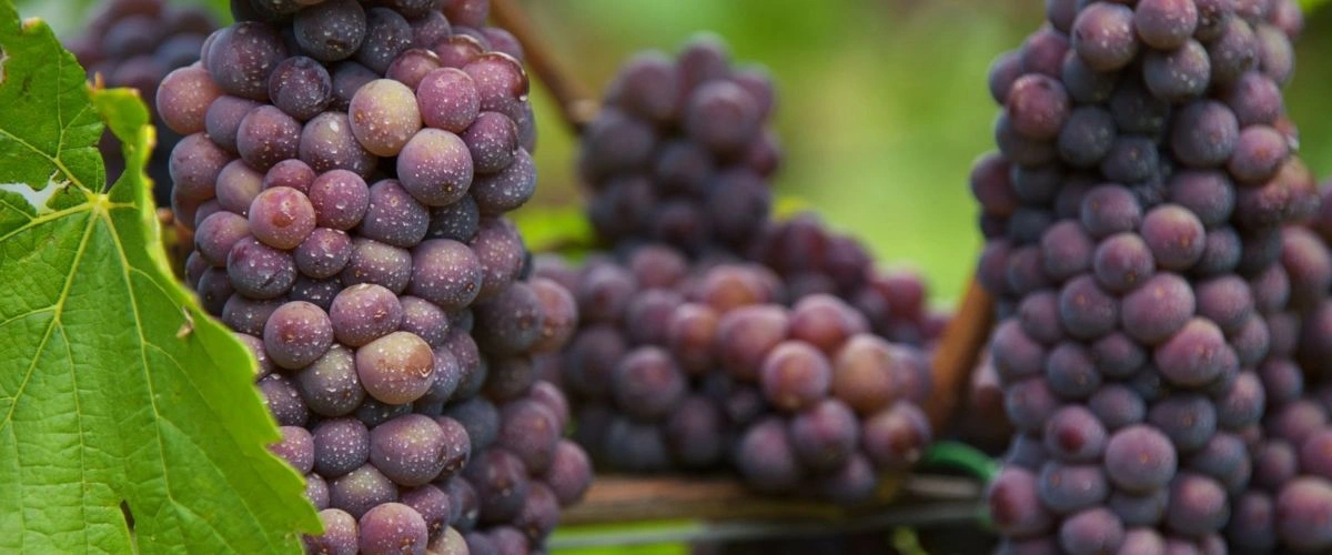 Pinot Gris