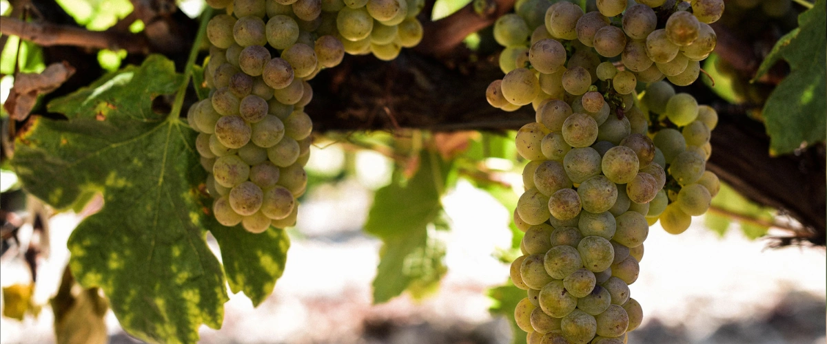 Roussanne - Vacqueras AOC credits