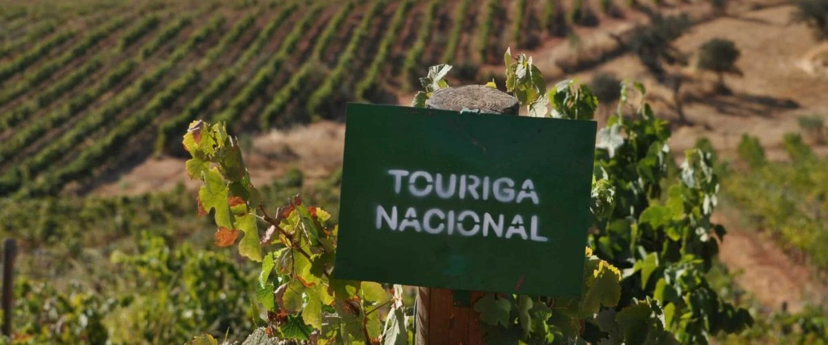 Touriga Nacional