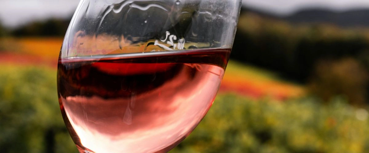 Rose overlooking a Vineyard