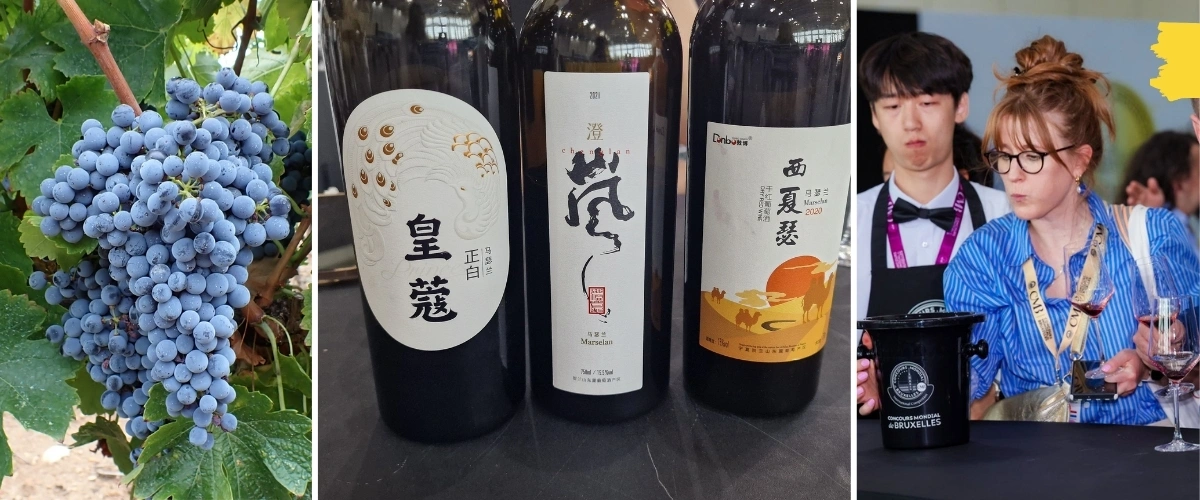 Bottles of Chinese Marselan, the real Marselan grapes and me tasting Marselan wines