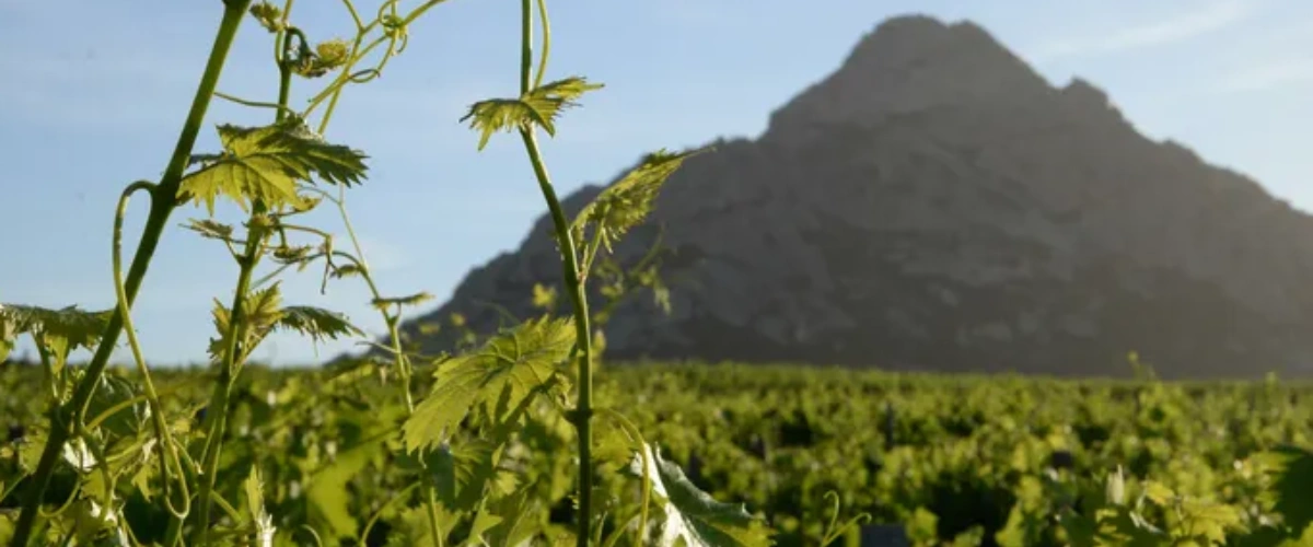 Corsica Uncorcked - credits Vins de Corse