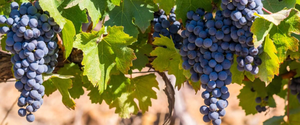 Pinotage