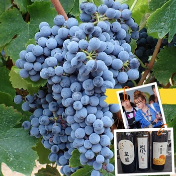 Bottles of Chinese Marselan, the real Marselan grapes and me tasting Marselan wines