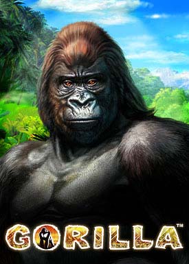 Gorilla