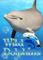 Wild Dolphins