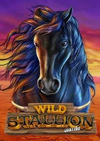 Wild Stallion
