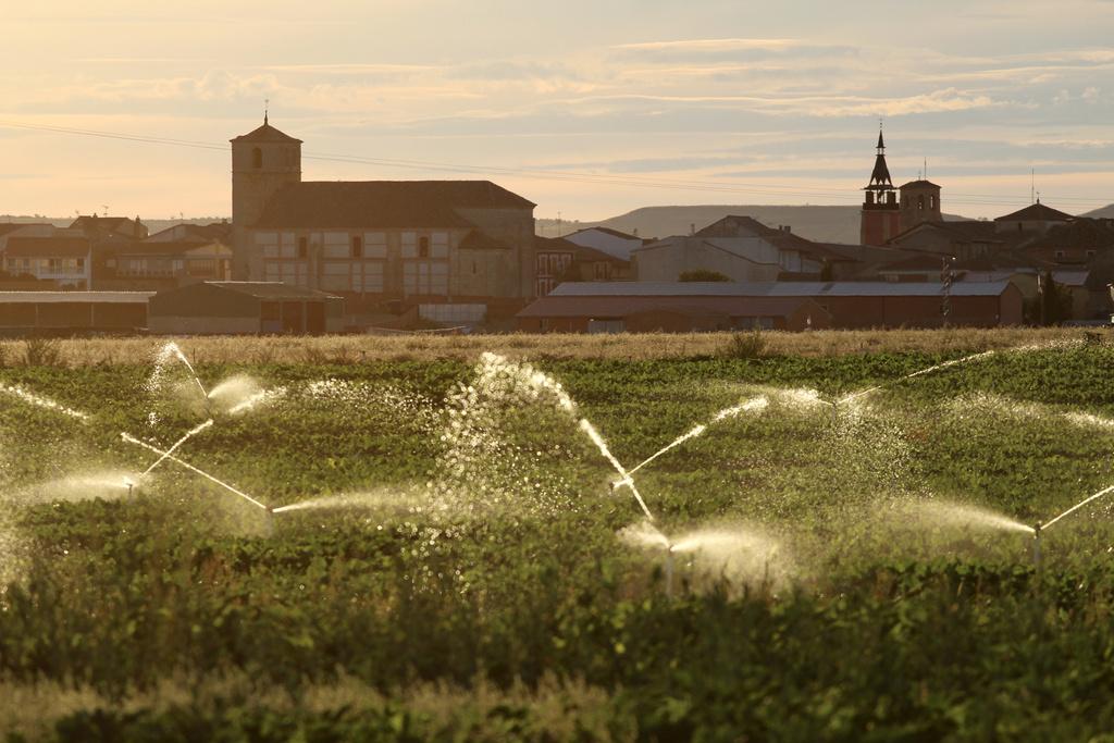 viñas