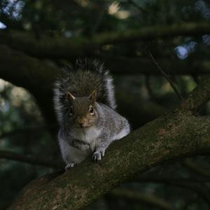 A squirrel sitting on a tree branch with its eyes open