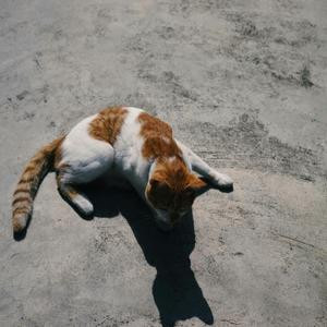 A cat laying on the ground