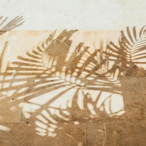 Tropical Leaves Shadow on Wall