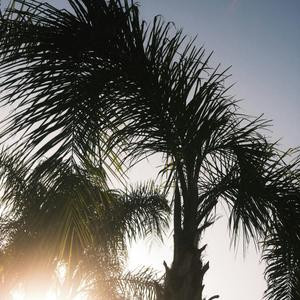 Silhouetted Palm Trees with Sun Shining between the Leaves