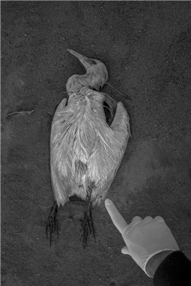 cmhj40va66ehx07w5nydh19as