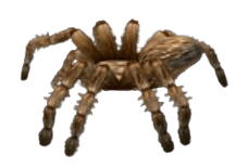 Tarantula