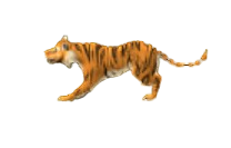 Wild Tiger