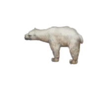 Polar Bear