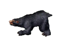 Bear Black Elder