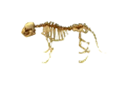 Skeletal Cat