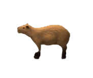 Capybara
