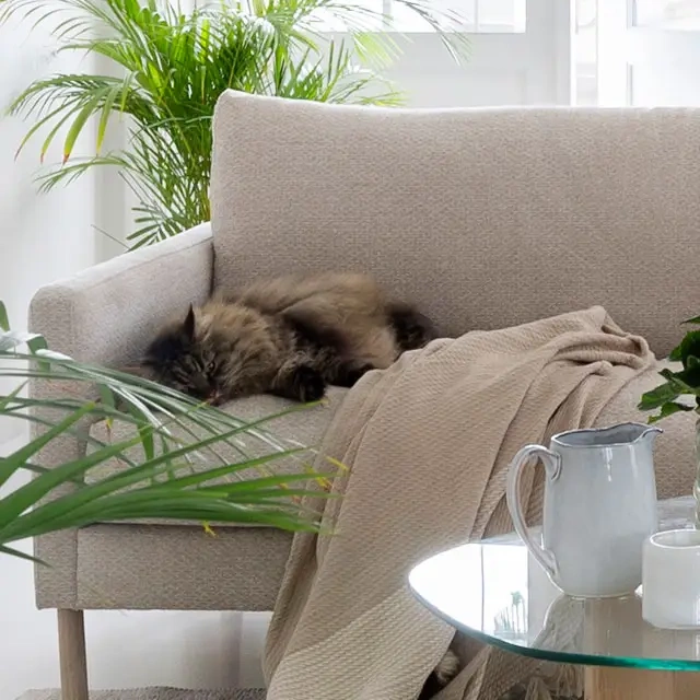 Sofahjørne med katt