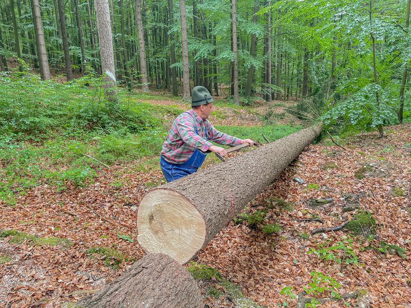 Mit Zugsäge, Axt und Schäleisen: Hessenreuther Waldarbeit wie vor 100 Jahren