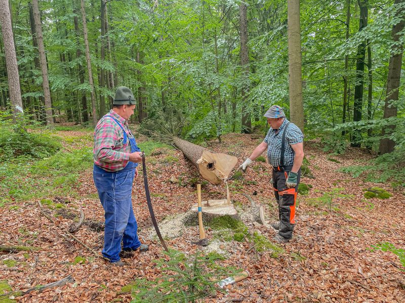 Mit Zugsäge, Axt und Schäleisen: Hessenreuther Waldarbeit wie vor 100 Jahren