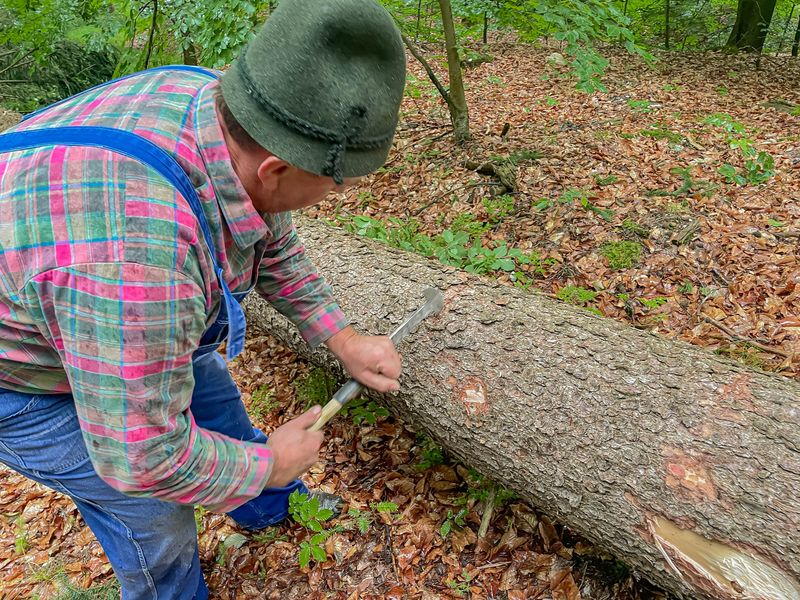 Mit Zugsäge, Axt und Schäleisen: Hessenreuther Waldarbeit wie vor 100 Jahren