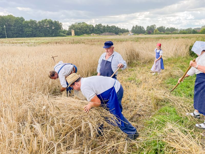 Mit dem „Wachlerer“ durchs Korn